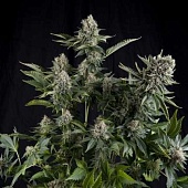 картинка White Widow от магазина Semki