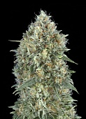 картинка Auto Gelato 33 от магазина Semki