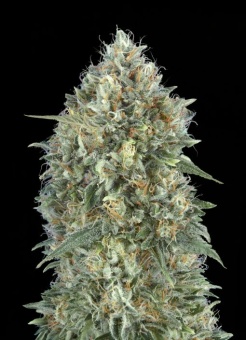 картинка Auto Gelato 33 от магазина Semki