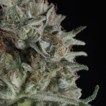 картинка Critical Plus Auto от магазина Semki