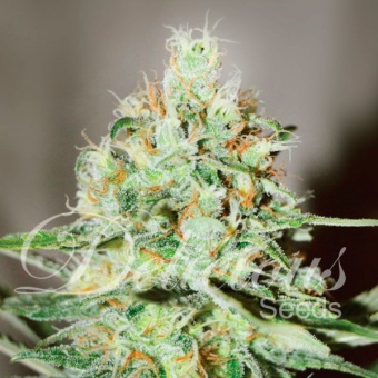 картинка Jagg Kush от магазина Semki