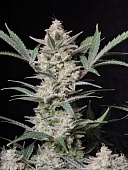 картинка Strawberry Gorilla Auto от магазина Semki
