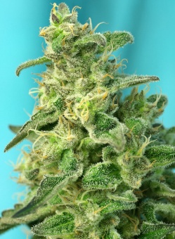 картинка Green Poison F1 Fast Version от магазина Semki