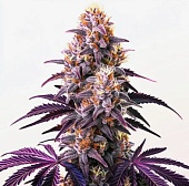 картинка Purple Kush от магазина Semki