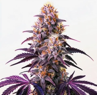 картинка Purple Kush от магазина Semki