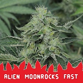 картинка Alien Moonrocks Fast от магазина Semki