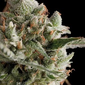 картинка Total Cheese Auto (Super Cheese Auto) от магазина Semki