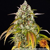 картинка Pineapple Express Auto от магазина Semki