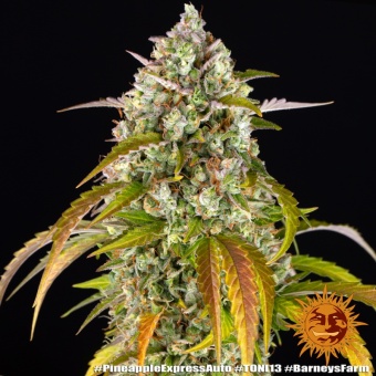 картинка Pineapple Express Auto от магазина Semki