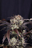 картинка Frostbanger Auto от магазина Semki