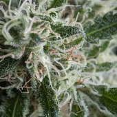 картинка Jack Herer Auto от магазина Semki