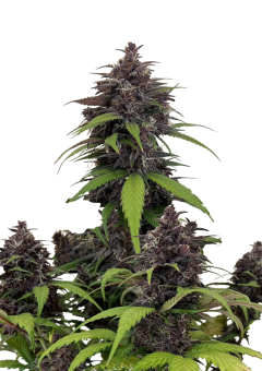 картинка Purple Haze Auto от магазина Semki