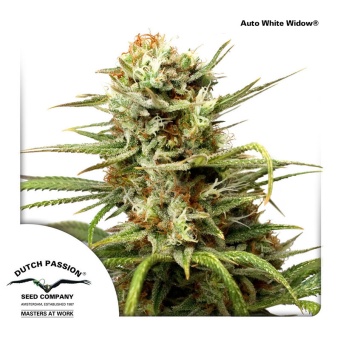 картинка Auto White Widow от магазина Semki