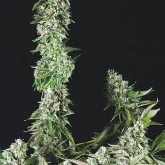 картинка OG Double Kush от магазина Semki