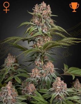 картинка Pure Kush от магазина Semki