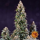 картинка Watermelon Zkittlez Auto от магазина Semki