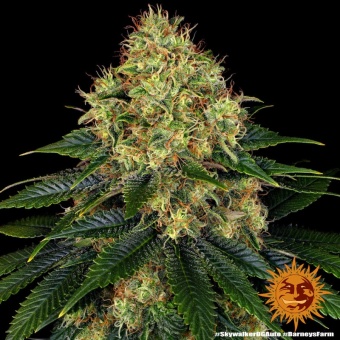 картинка Skywalker OG Auto от магазина Semki