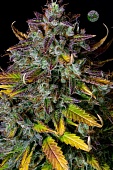 картинка Pineapple Express Auto от магазина Semki