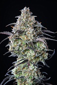 картинка Mimosa Cake Auto от магазина Semki