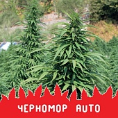 картинка Черномор Auto от магазина Semki