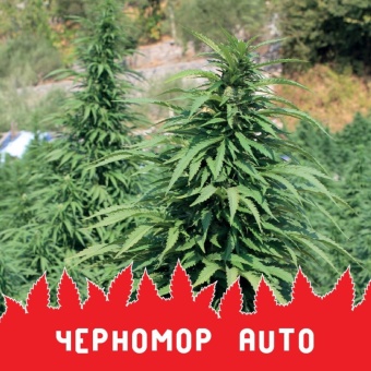 картинка Черномор Auto от магазина Semki