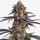 картинка Moonshine Cookies Auto от магазина Semki