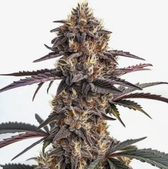 картинка Moonshine Cookies Auto от магазина Semki