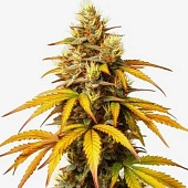 картинка HellFire OG от магазина Semki