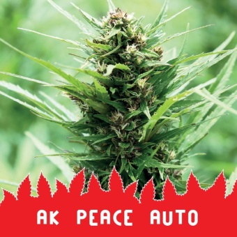 картинка AK Peace Auto от магазина Semki