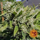 картинка Critical Kush reg. от магазина Semki