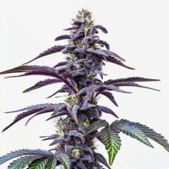 картинка Blackberry Moonstones Auto от магазина Semki