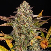 картинка Amnesia Haze Auto от магазина Semki