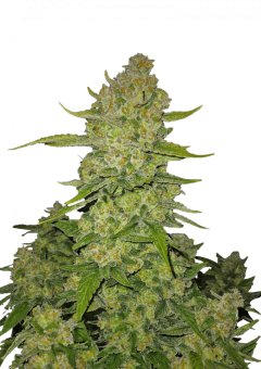 картинка Papaya Cookies Auto от магазина Semki