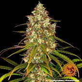 картинка Liberty Haze от магазина Semki