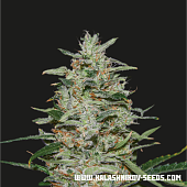 картинка White Russian OG от магазина Semki
