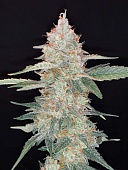 картинка Gorilla Glue Auto (Gorilla Auto) от магазина Semki