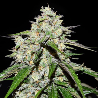 картинка Space Cookies Auto от магазина Semki