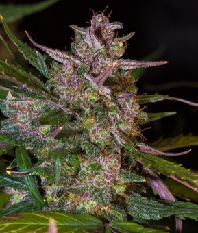 картинка Stardawg Auto от магазина Semki