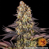 картинка Gelato #45 от магазина Semki