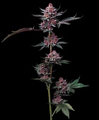 картинка Cherry Poppers от магазина Semki