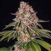 картинка Cookie Casket от магазина Semki