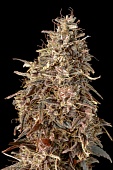 картинка Auto Mimosa Punch от магазина Semki