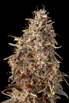 картинка Auto Mimosa Punch от магазина Semki