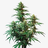 картинка Sour Diesel Auto от магазина Semki