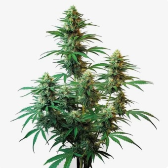 картинка Sour Diesel Auto от магазина Semki