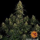 картинка Blue Gelato 41 от магазина Semki