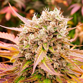 картинка Dark Lemonade Auto от магазина Semki
