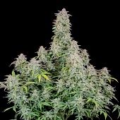 картинка Forbidden Runtz Auto от магазина Semki