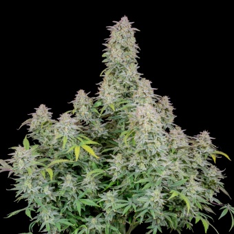 картинка Forbidden Runtz Auto от магазина Semki
