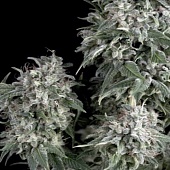 картинка White Widow от магазина Semki
